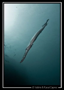 Diagonal (Aulostomus strigosus) by Raoul Caprez 